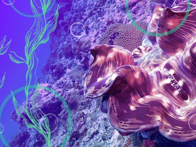 How to increase solar energy efficiency with giant clams