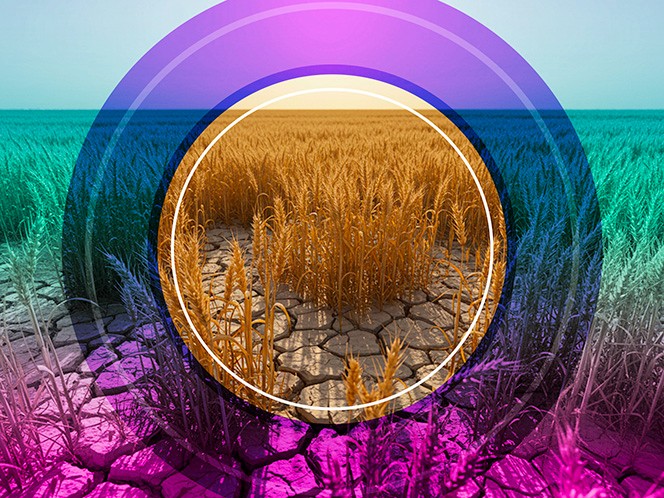 How to make seeds more drought-resistant