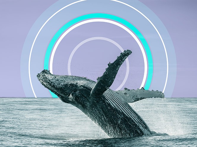 The whale-inspired secret to better wind turbines