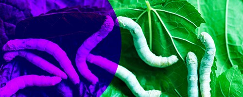 How plastic-silk production works