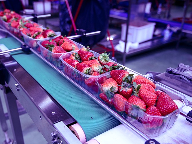 strawberries-processing-plant